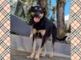 PUMBA
