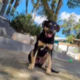 PUMBA