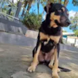 PUMBA