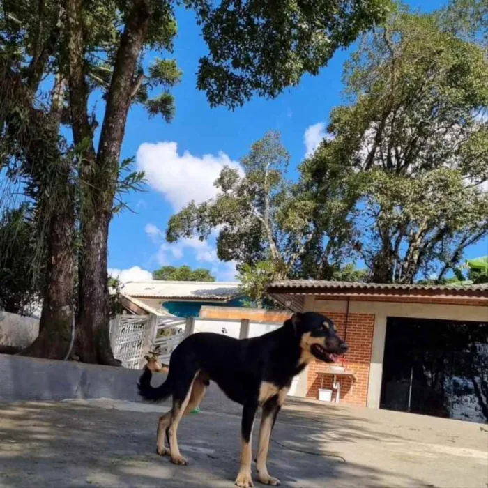 Cachorro ra a Srd idade 2 anos nome PUMBA