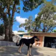 PUMBA