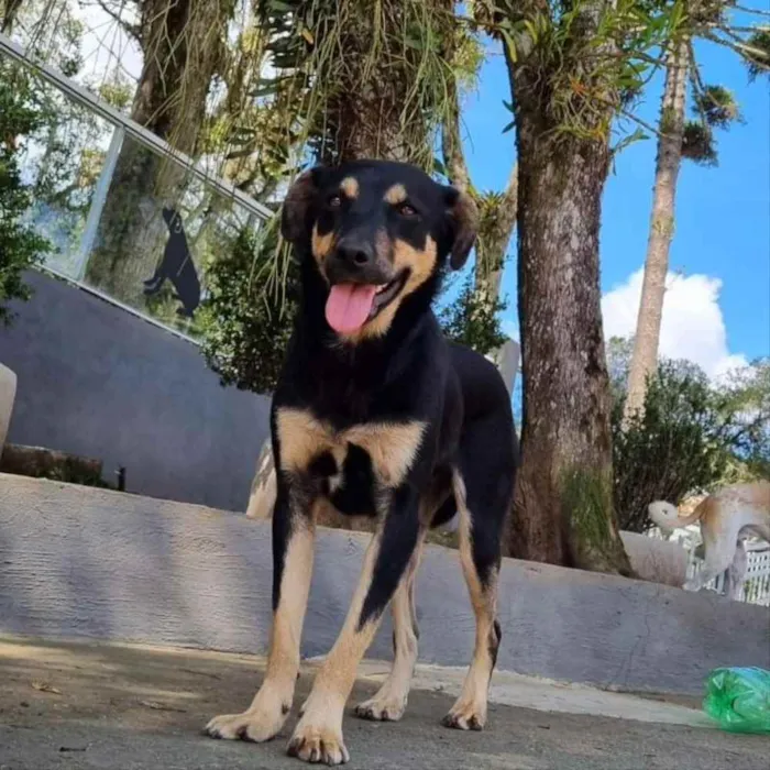 Cachorro ra a Srd idade 2 anos nome PUMBA