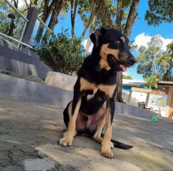 Cachorro ra a Srd idade 2 anos nome PUMBA