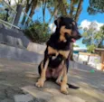 PUMBA