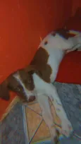 Neto