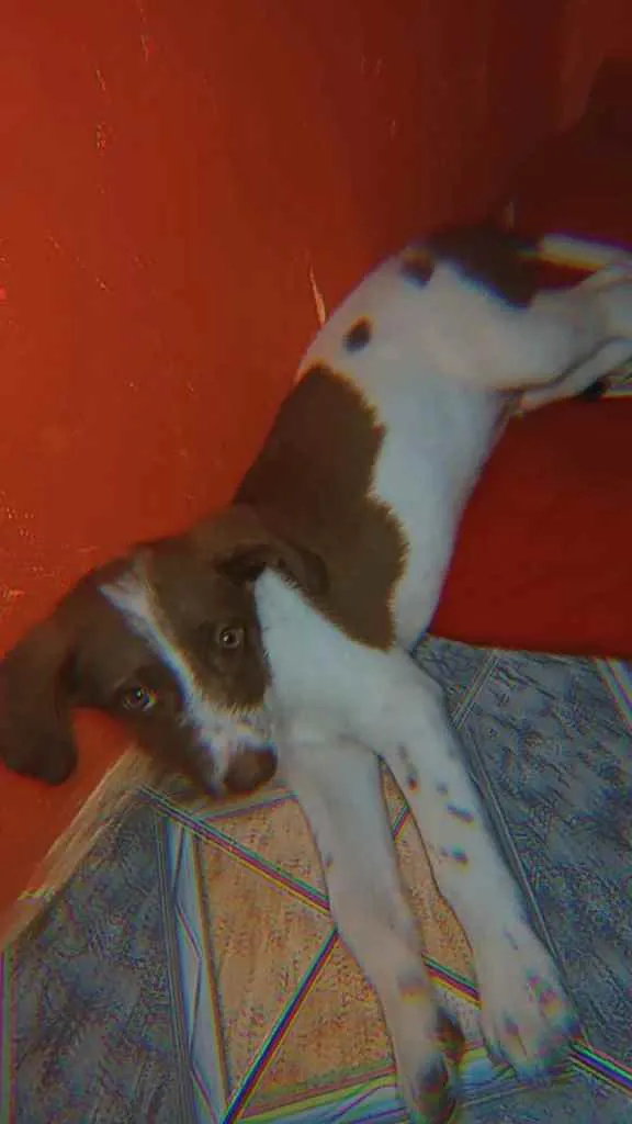 Cachorro raça Não sei  idade 7 a 11 meses nome Neto