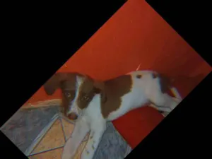 Cachorro raça Não sei  idade 7 a 11 meses nome Neto