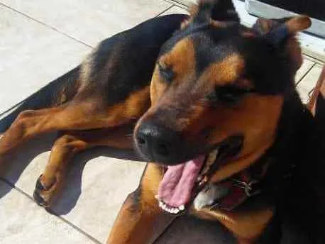 Cachorro ra a Sem raça  definida idade  nome Zeus