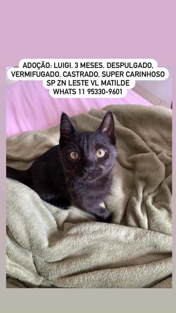 Gato raça SRD idade 2 a 6 meses nome Luigi