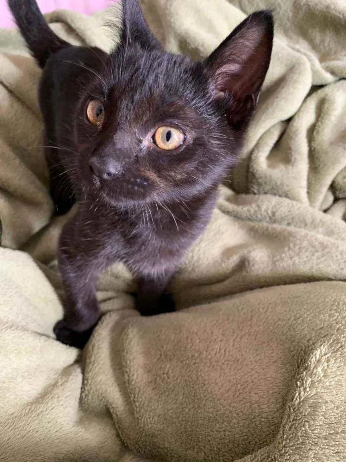 Gato raça SRD idade 2 a 6 meses nome Luigi