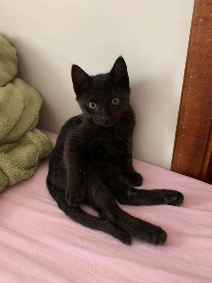 Gato raça SRD idade 2 a 6 meses nome Luigi