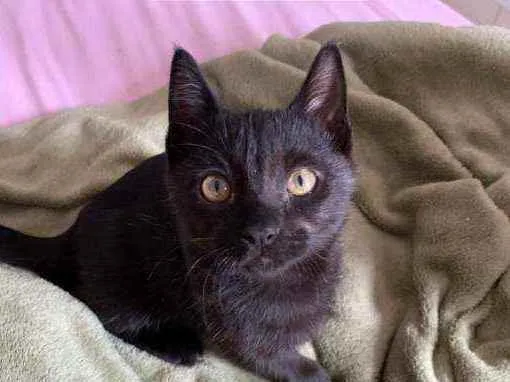 Gato raça SRD idade 2 a 6 meses nome Luigi