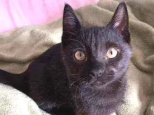 Gato raça SRD idade 2 a 6 meses nome Luigi