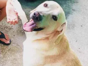 Cachorro raça Labrador idade 5 anos nome Bany