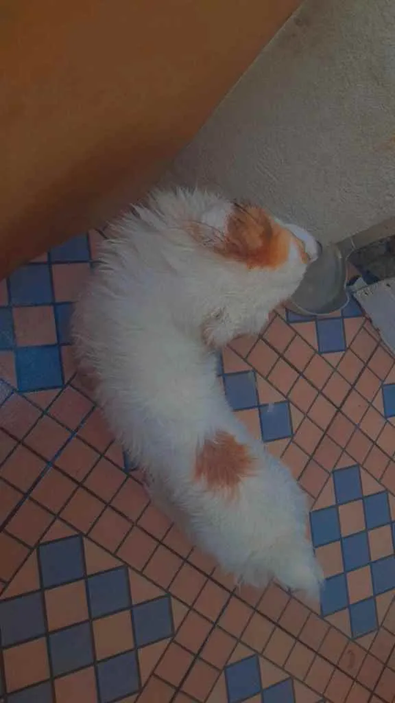 Cachorro ra a Viralata idade 1 ano nome Branquinha