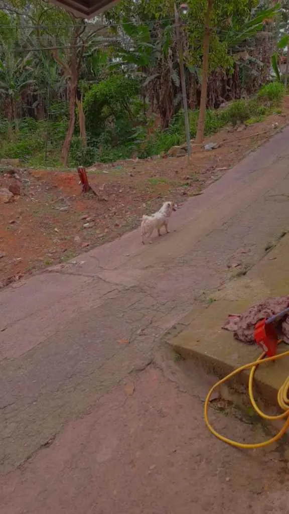 Cachorro ra a Viralata idade 1 ano nome Branquinha