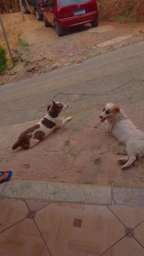 Cachorro ra a Viralata idade 1 ano nome Branquinha