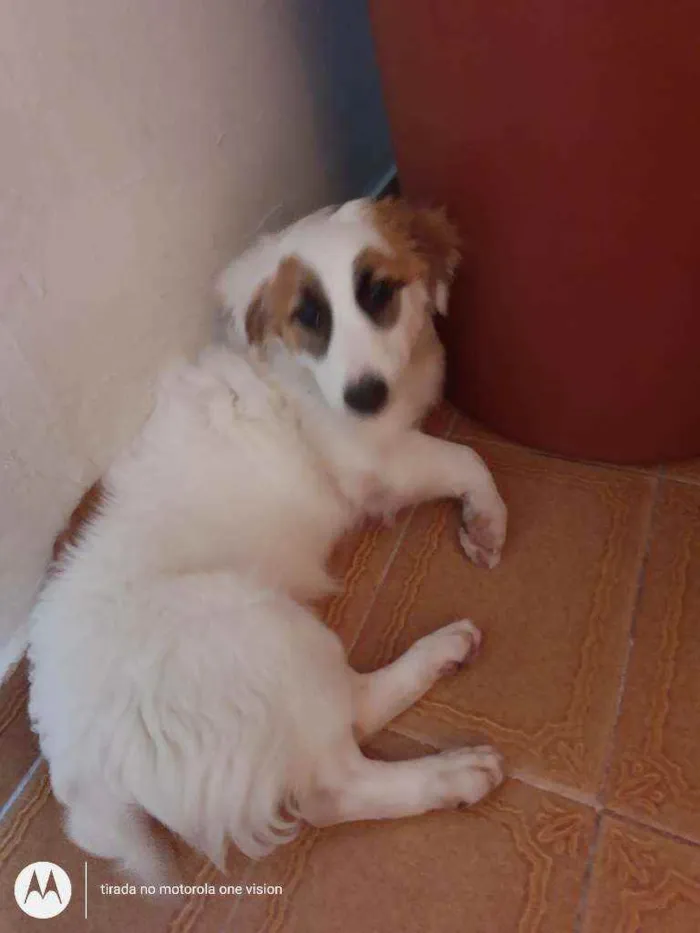 Cachorro ra a Viralata idade 1 ano nome Branquinha