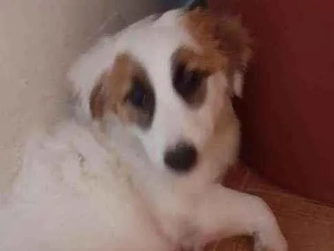 Cachorro ra a Viralata idade 1 ano nome Branquinha