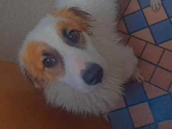 Cachorro ra a Viralata idade 1 ano nome Branquinha