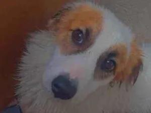 Cachorro raça Viralata idade 1 ano nome Branquinha