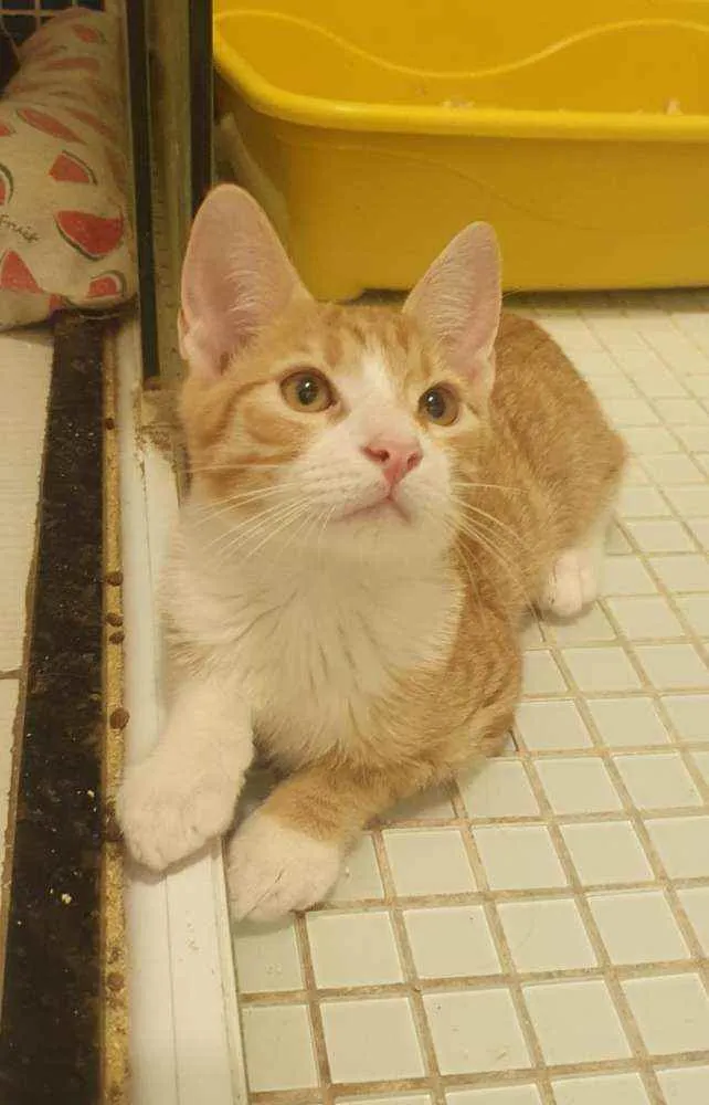 Gato ra a SRD idade 2 a 6 meses nome ,...................