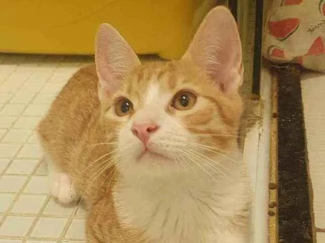 Gato ra a SRD idade 2 a 6 meses nome ,...................