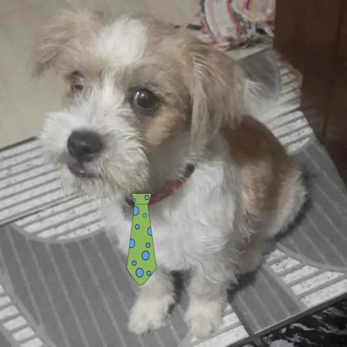 Cachorro ra a Mestiço  idade 7 a 11 meses nome Luke 