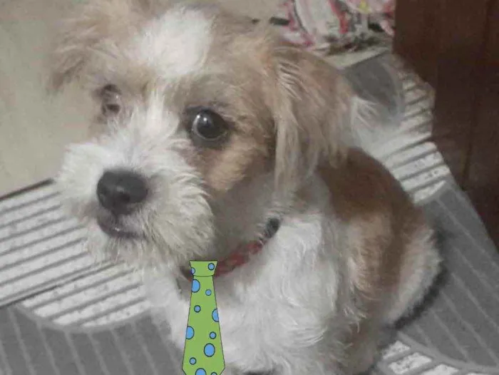 Cachorro ra a Mestiço  idade 7 a 11 meses nome Luke 