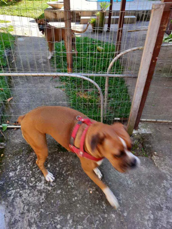 Cachorro ra a Box idade 4 anos nome Georgia 