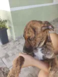 Pedro Paulo