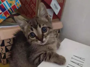 Gato raça Mestiça  idade 2 a 6 meses nome Bento 