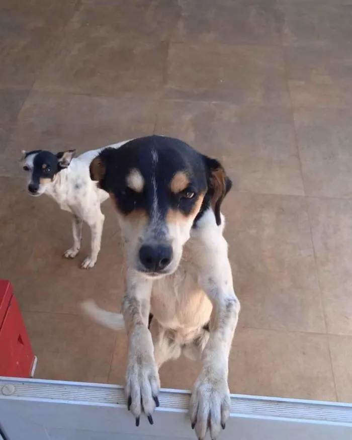 Cachorro raça SRD idade 1 ano nome Alice
