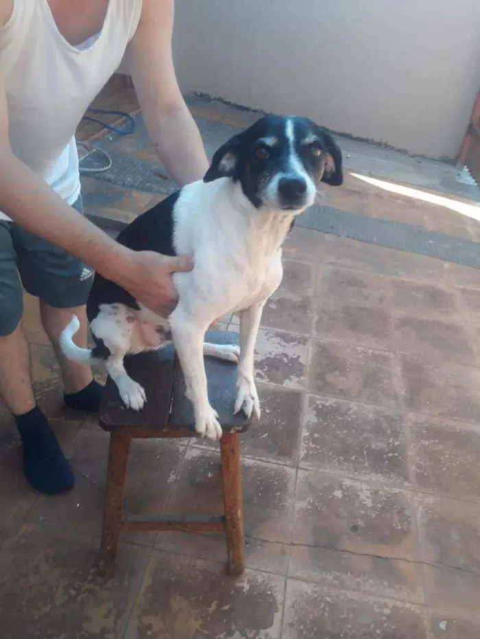 Cachorro ra a vira lata idade 3 anos nome Banguela