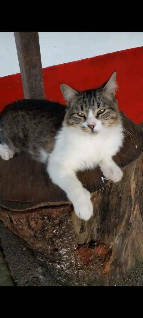 Gato ra a srd idade 7 a 11 meses nome * BENEDITA *