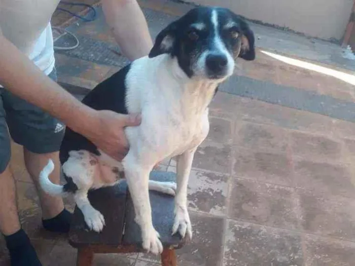 Cachorro ra a vira lata idade 3 anos nome Banguela