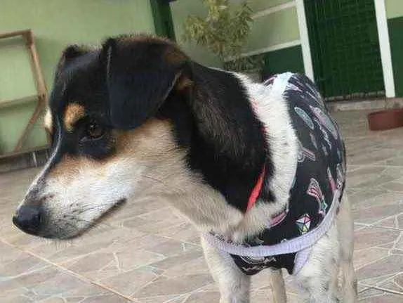 Cachorro raça SRD idade 1 ano nome Alice