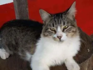 Gato raça srd idade 7 a 11 meses nome * BENEDITA *