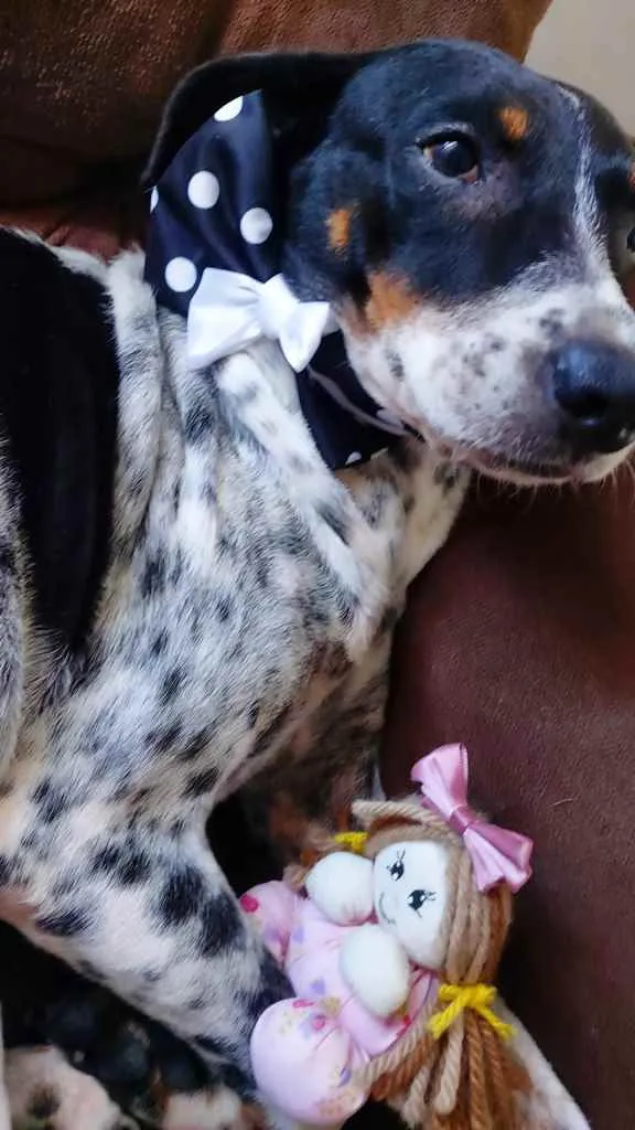 Cachorro ra a Srd idade 2 anos nome Malu