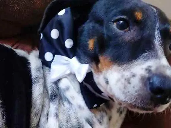 Cachorro ra a Srd idade 2 anos nome Malu