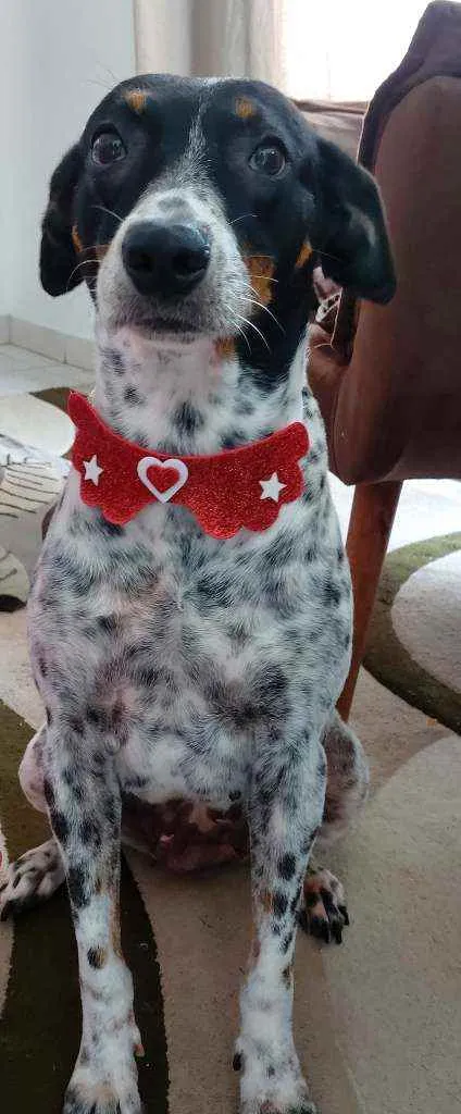 Cachorro ra a Srd idade 2 anos nome Malu