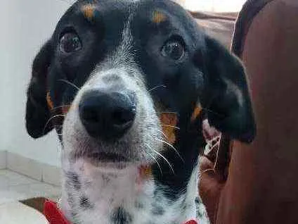 Cachorro ra a Srd idade 2 anos nome Malu