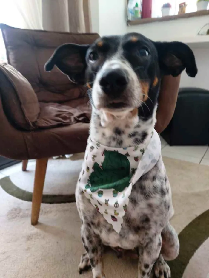 Cachorro ra a Srd idade 2 anos nome Malu