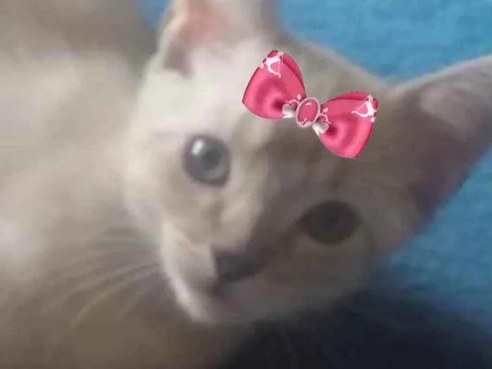 Gato ra a Mestiça  idade 2 a 6 meses nome Nina 