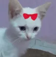 Sofia 