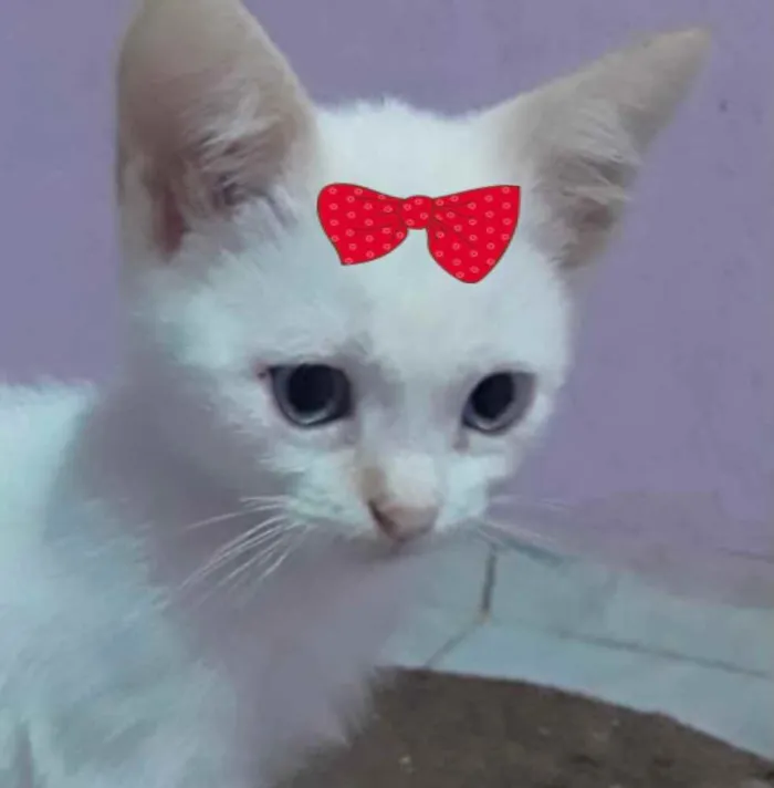 Gato ra a Mestiça  idade 2 a 6 meses nome Sofia 