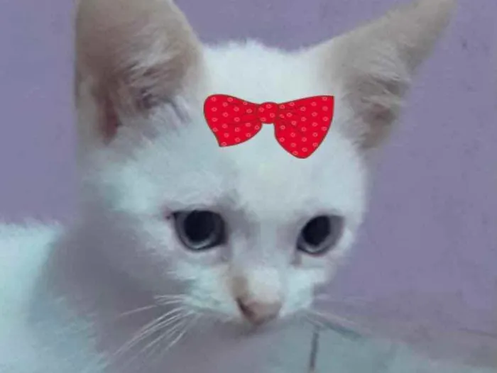 Gato ra a Mestiça  idade 2 a 6 meses nome Sofia 
