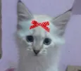 Bia 