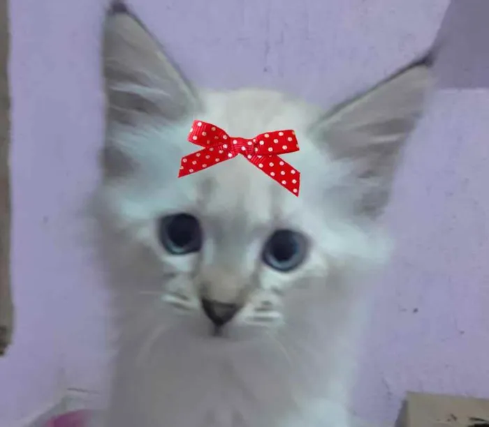 Gato ra a Mestiça  idade 2 a 6 meses nome Bia 