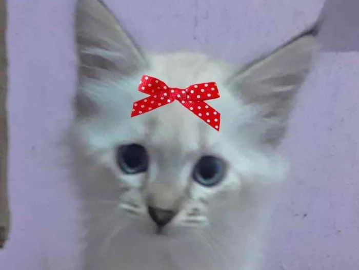 Gato ra a Mestiça  idade 2 a 6 meses nome Bia 